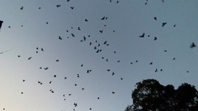 शान्ति बाटिकामा ‘काग’ सम्मेलन   